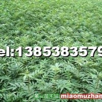 花椒苗