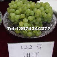 旭旺葡萄苗
