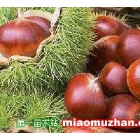 板栗苗