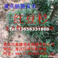 曼地亞紅豆杉苗