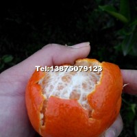 世紀(jì)紅晚熟柑橘