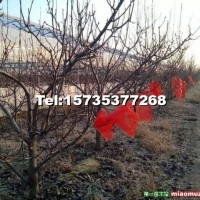 梨樹苗