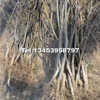 核桃樹苗