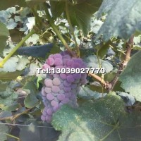 蜜汁葡萄苗