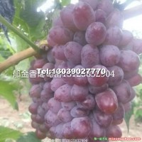 著色香葡萄苗