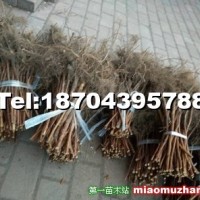 哈瑞太茲紅樹莓苗,全國批發(fā)供應可實地考察