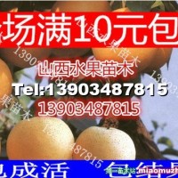 梨樹(shù)苗