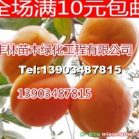 柿子樹(shù)苗