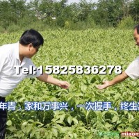美國(guó)穗狀垂鈴核桃苗
