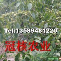 優(yōu)良品種冠核一號(hào)核桃苗