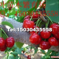 櫻桃樹