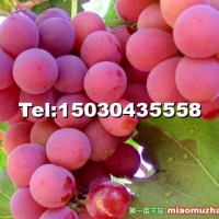 葡萄苗紅提