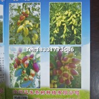 棗樹苗（月光棗）