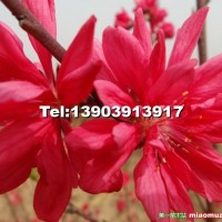 嫣紅菊花桃