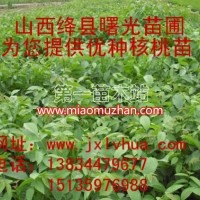中林核桃苗