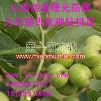 遼核核桃苗