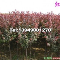 紅葉李