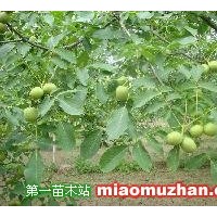 核桃苗