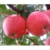 紅富士蘋果苗