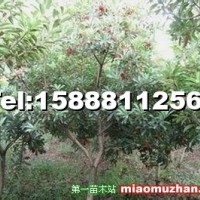 楊梅樹