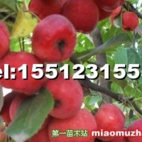 八棱海棠樹