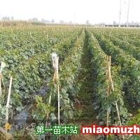 葡萄苗