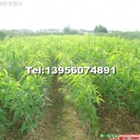 毛桃苗