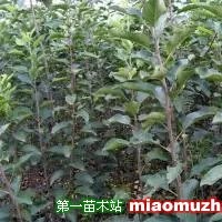 梨樹