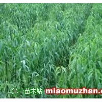 毛桃