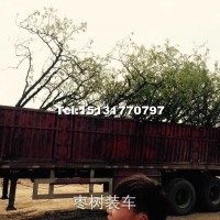棗樹(shù)