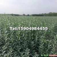 沙棘苗