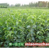 嫁接梨樹苗