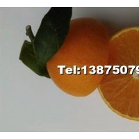 愛媛38號柑橘苗