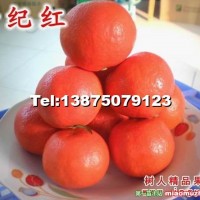 世紀紅柑橘苗