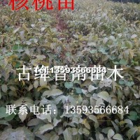 核桃苗
