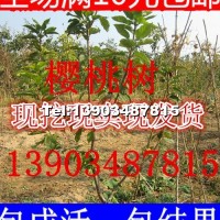 櫻桃苗