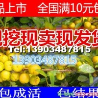鈣果苗