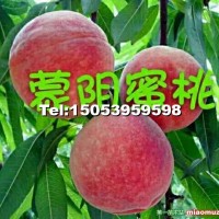 蒙陰蜜桃苗