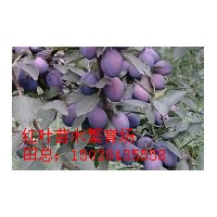 李子樹