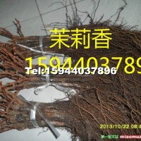 蜜汁葡萄苗