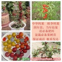 中華鈣果苗