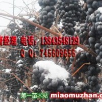 北冰紅葡萄苗