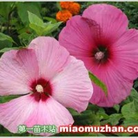 木槿