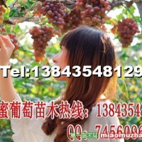 寒香蜜葡萄苗