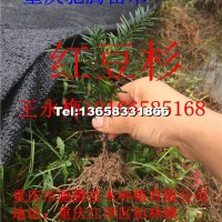 【?？松场柯貋喖t豆杉種苗