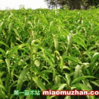 桃樹苗