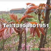 香椿苗