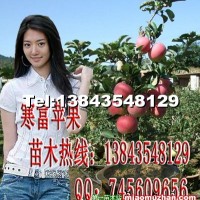 寒富蘋果苗