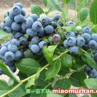 來克西藍莓苗