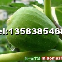 無花果